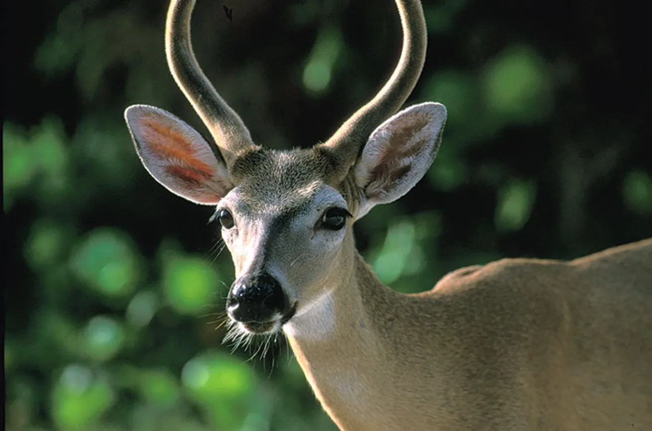 key deer, Florida Keys