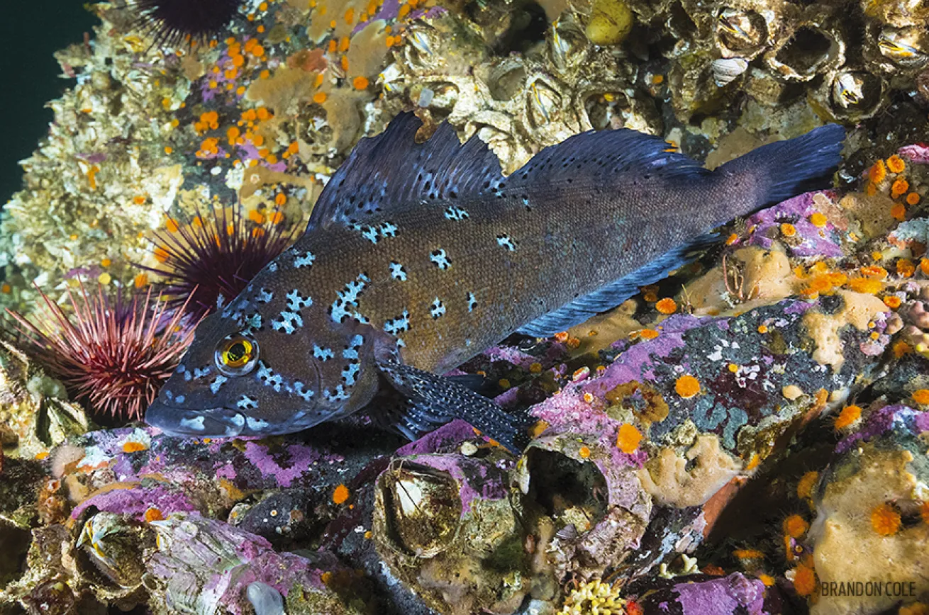 Male Kelp Greenling