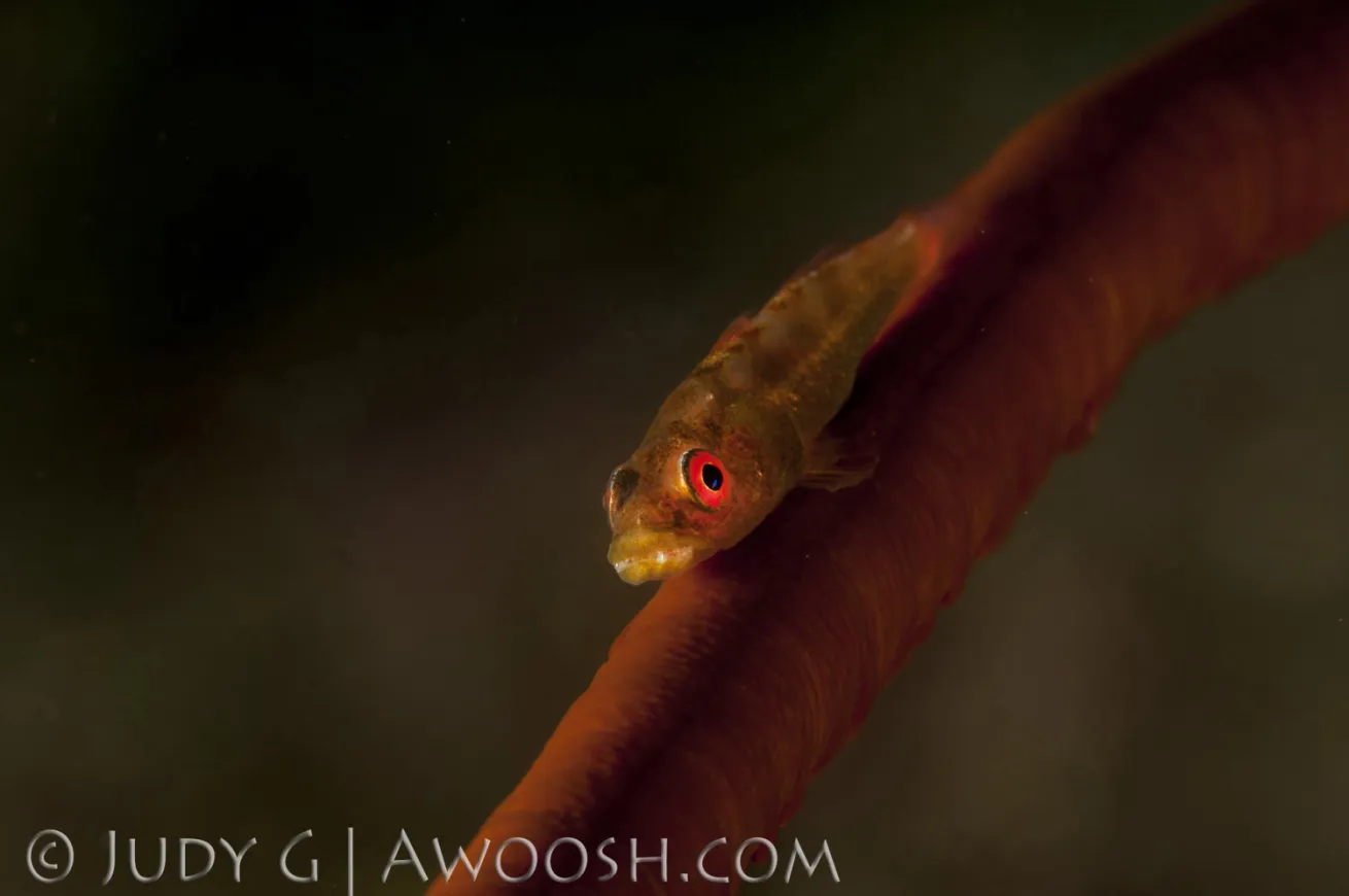 Wire Coral Goby