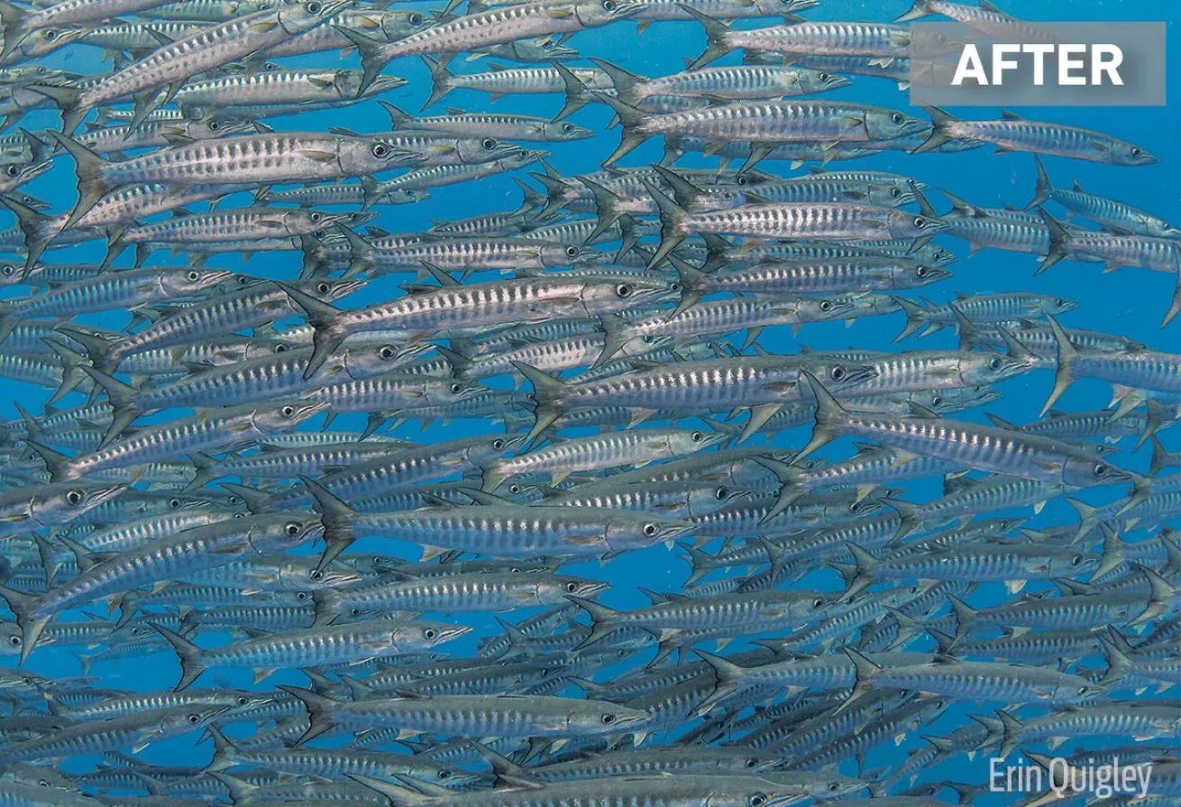 Underwater Photo of Schooling Barracuda Edited