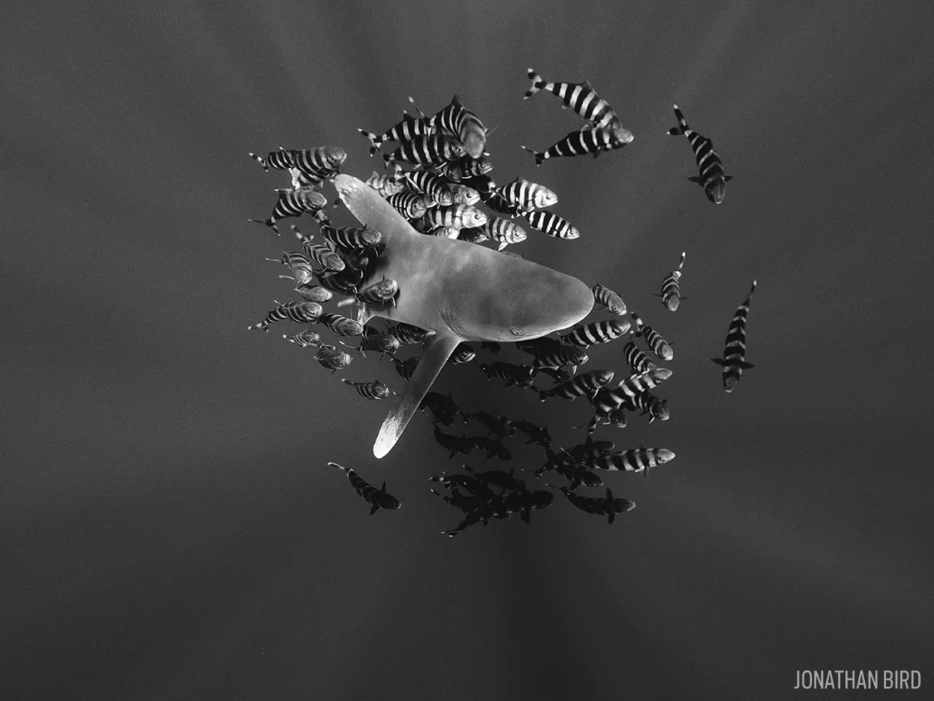 Oceanic Whitetip Shark with fish in the Bahamas