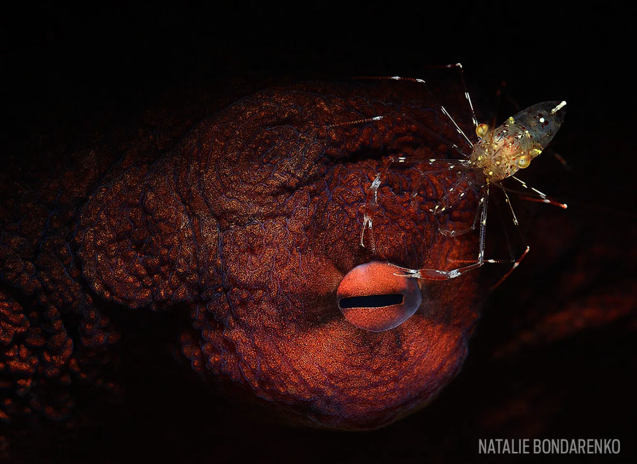 Underwater Macro Photo Octopus Eye