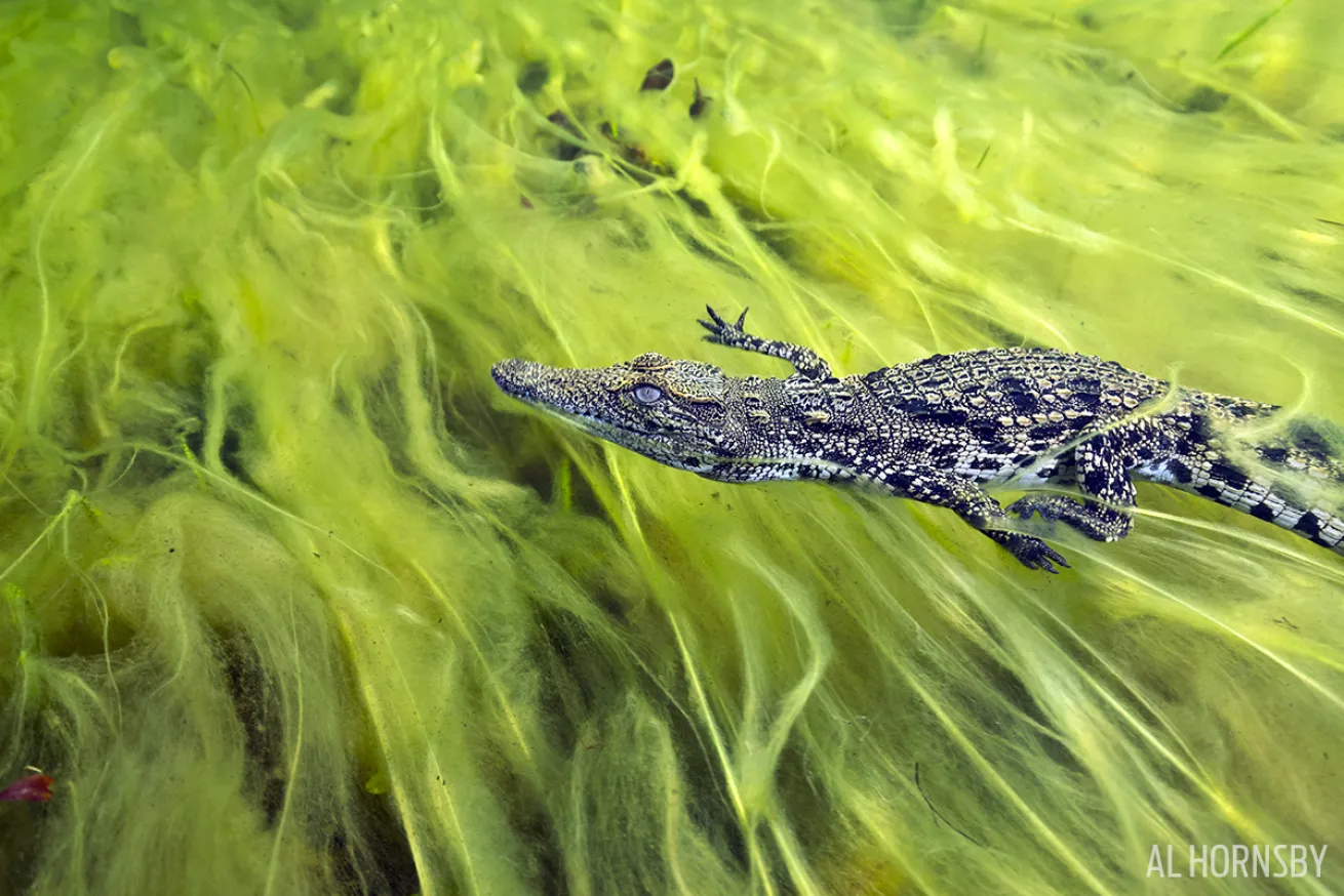Crocodile Green Seaweed Underwater