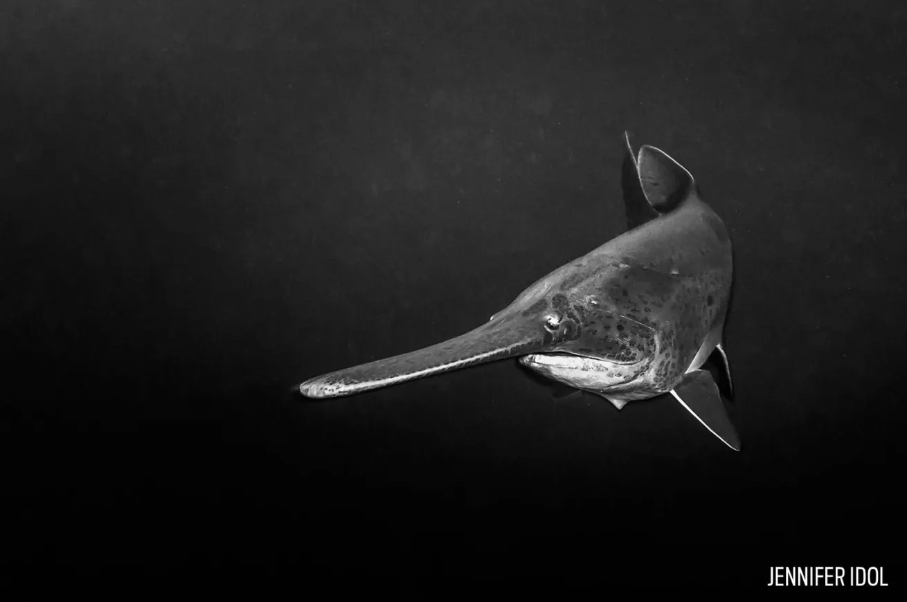 Paddlefish long nose Tennessee Diving