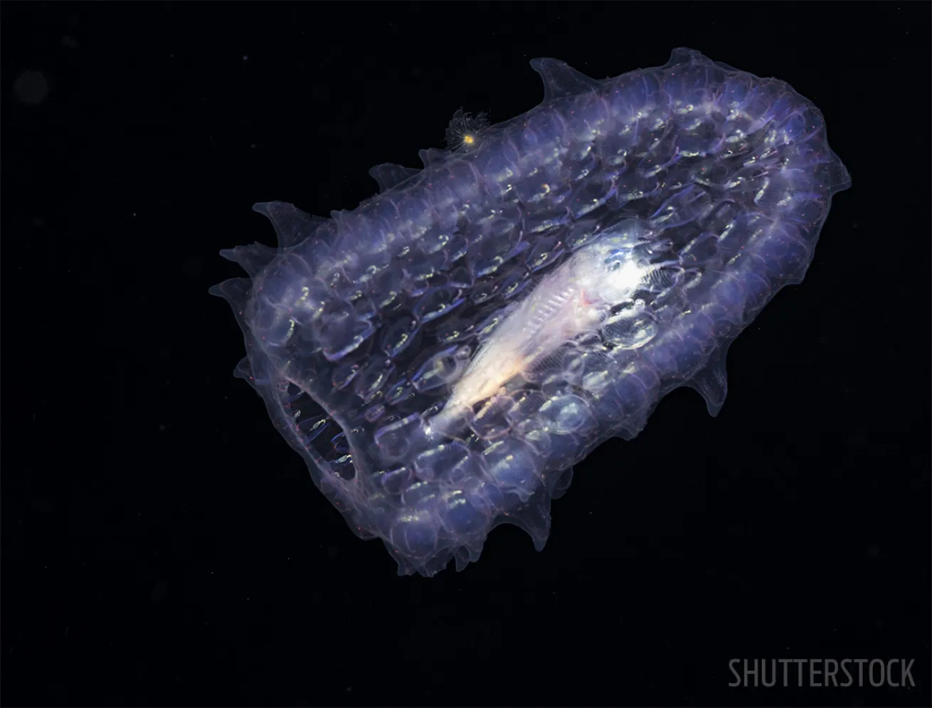 Pelagic Magic Night Dive Hawaii