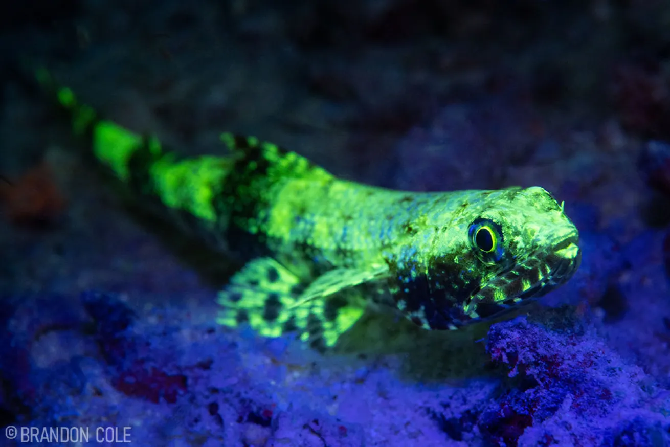 Biofluorescence Lizardfish 
