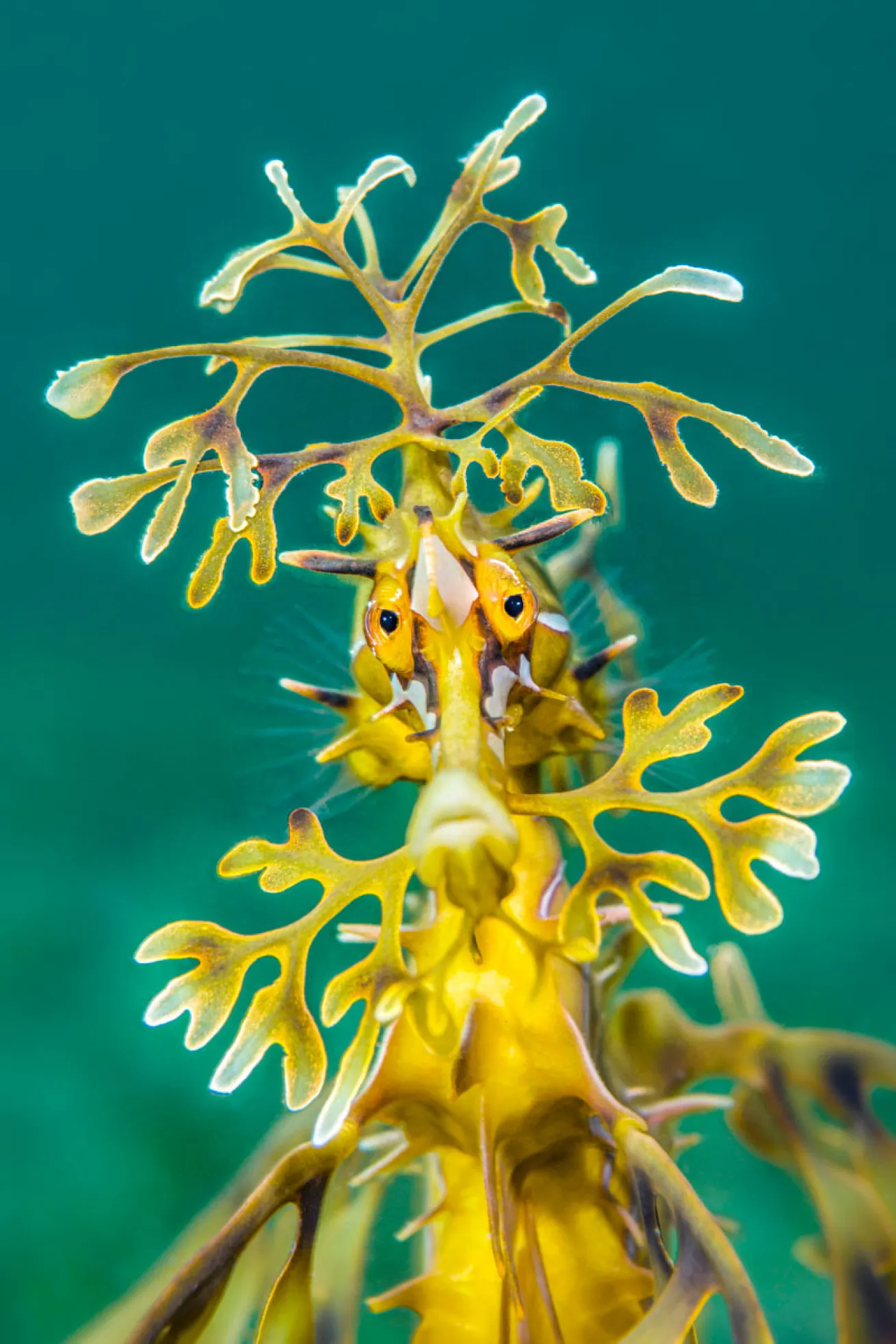 Sea Dragon posing for a photographer