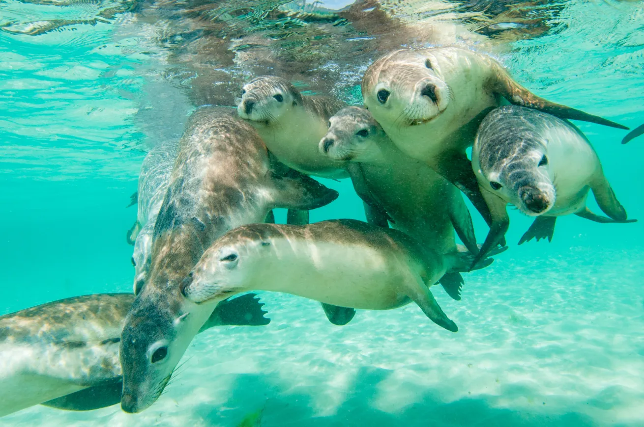 Australian sea lions