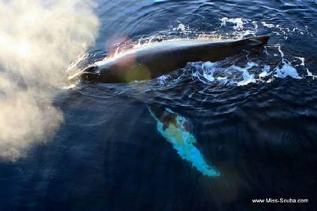 A humpback whale cruised next to the expedition ship for hours.