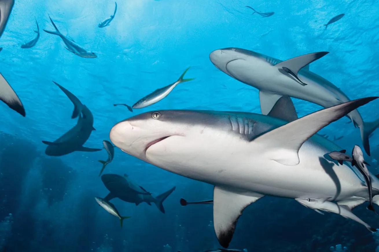 Sharks