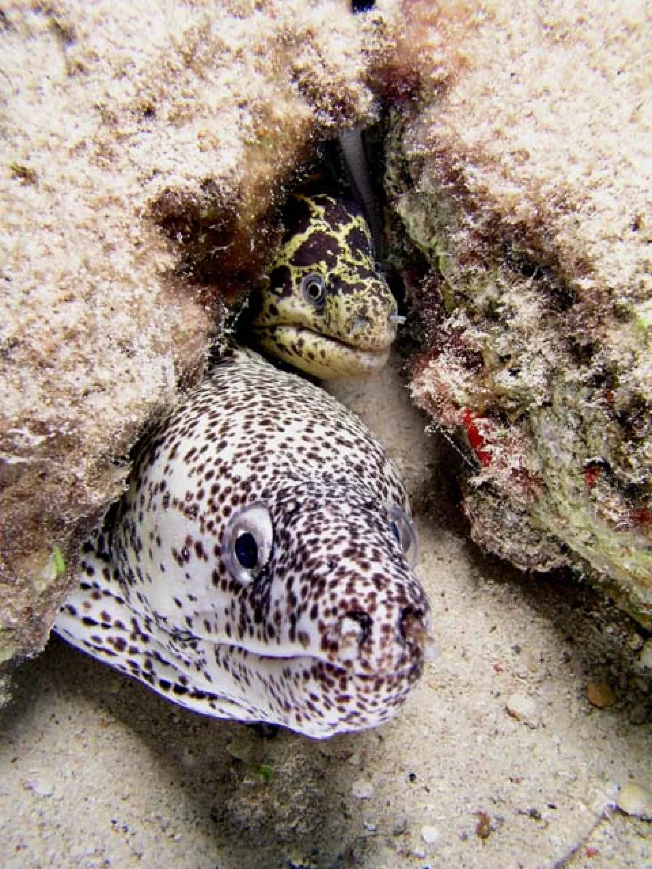 Scuba Diving