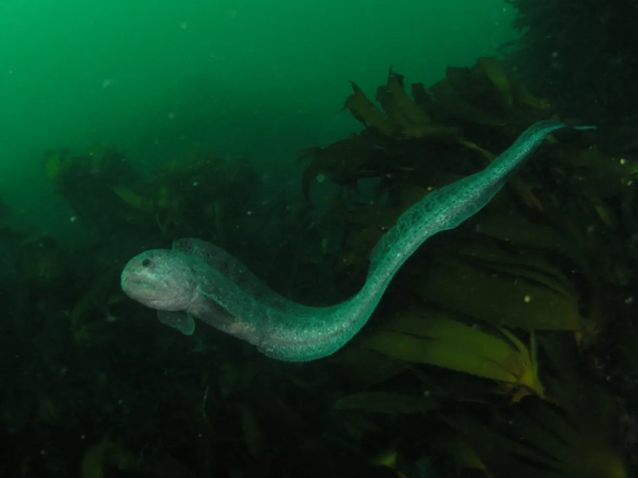Scuba Diving