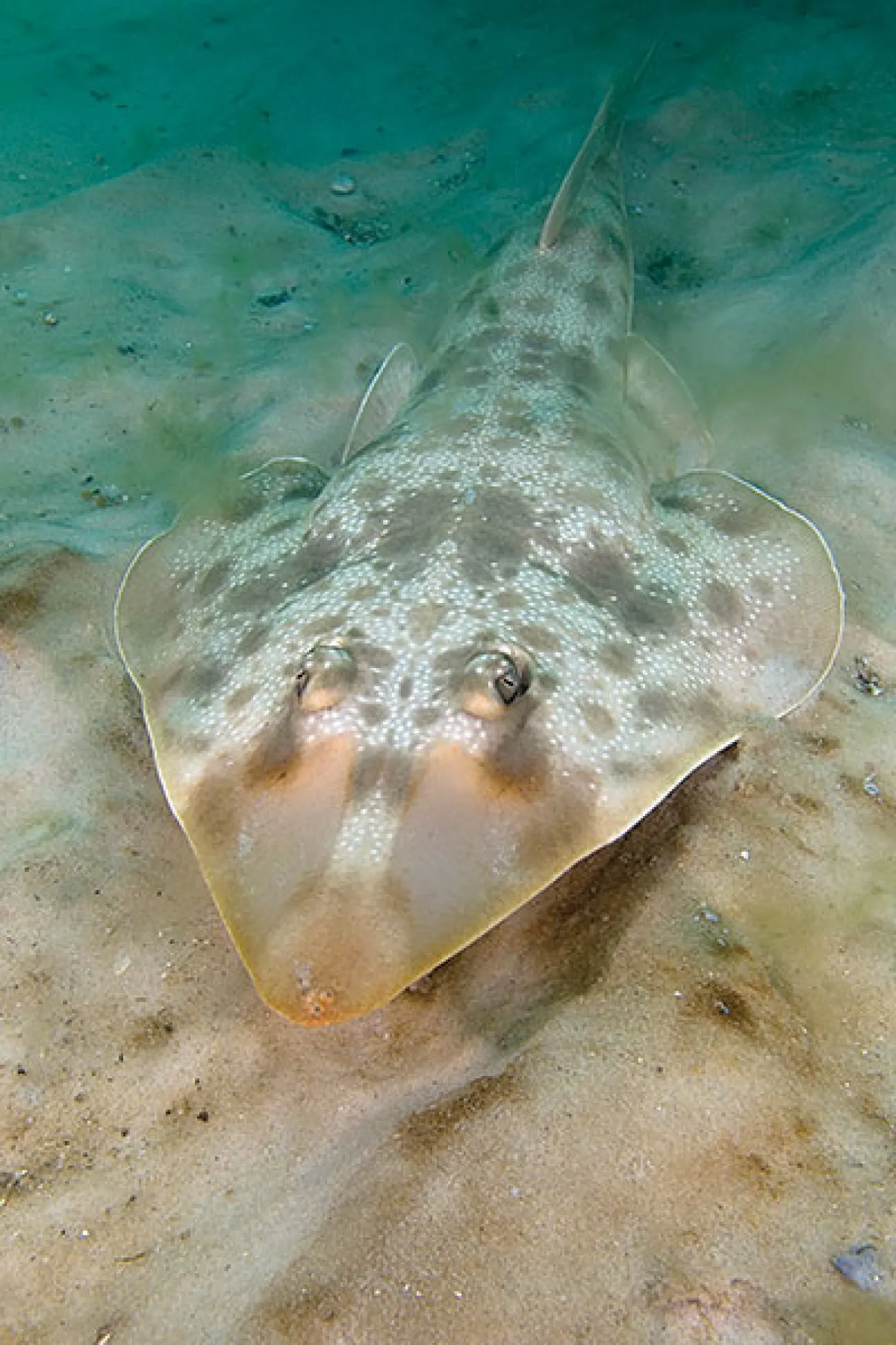 Guitarfish