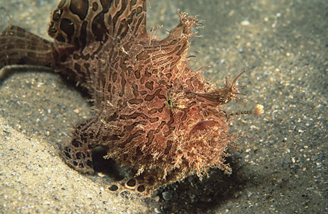Striated frogfish