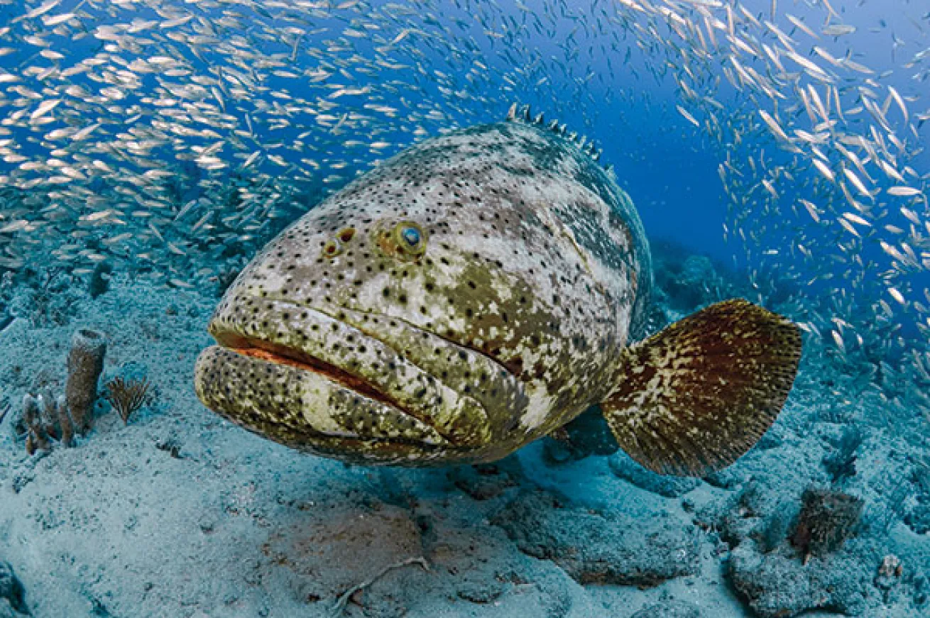 Goliath Grouper