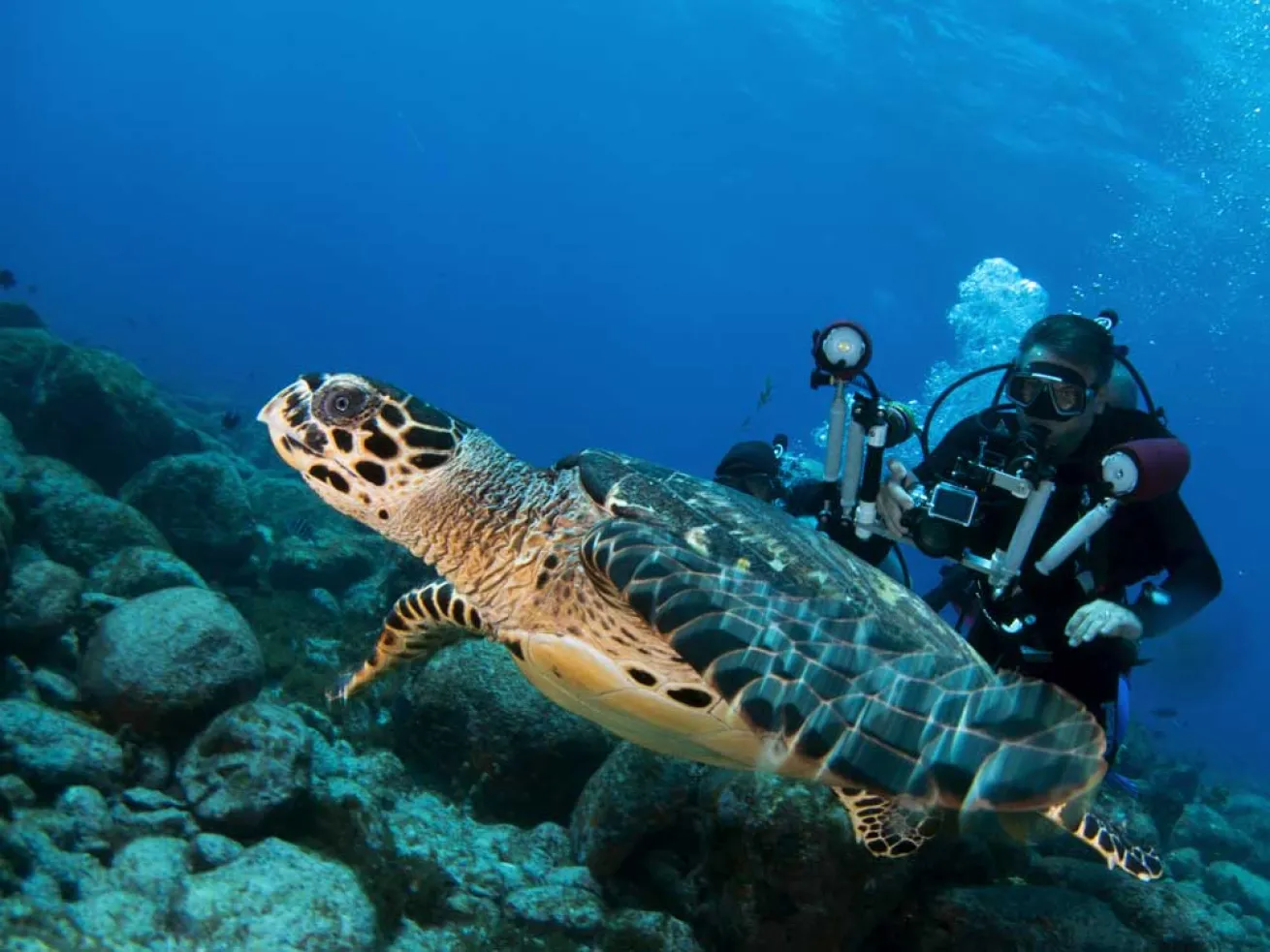 sea turtle 