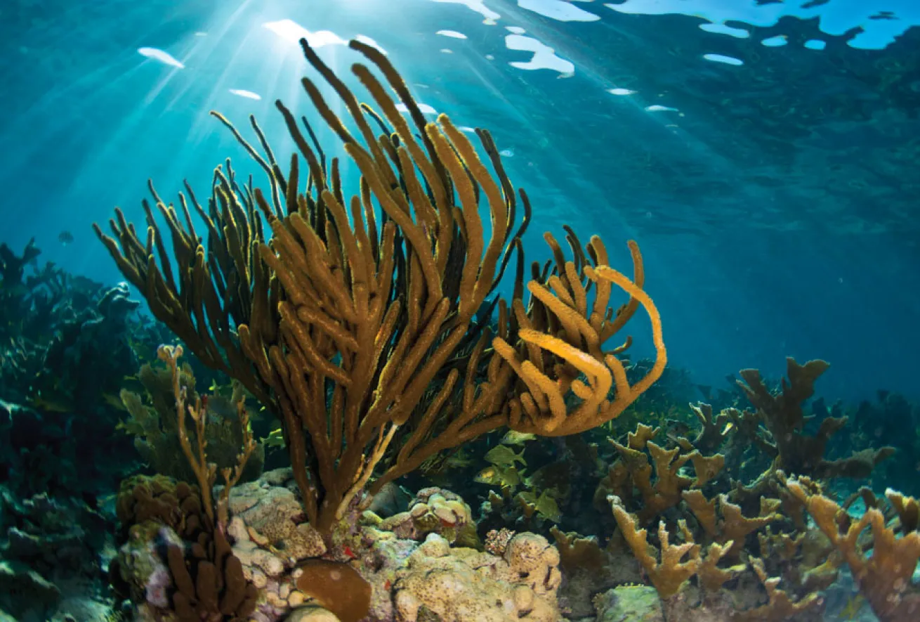 Healthy coral reefs in Cuba's Gardens of the Queen