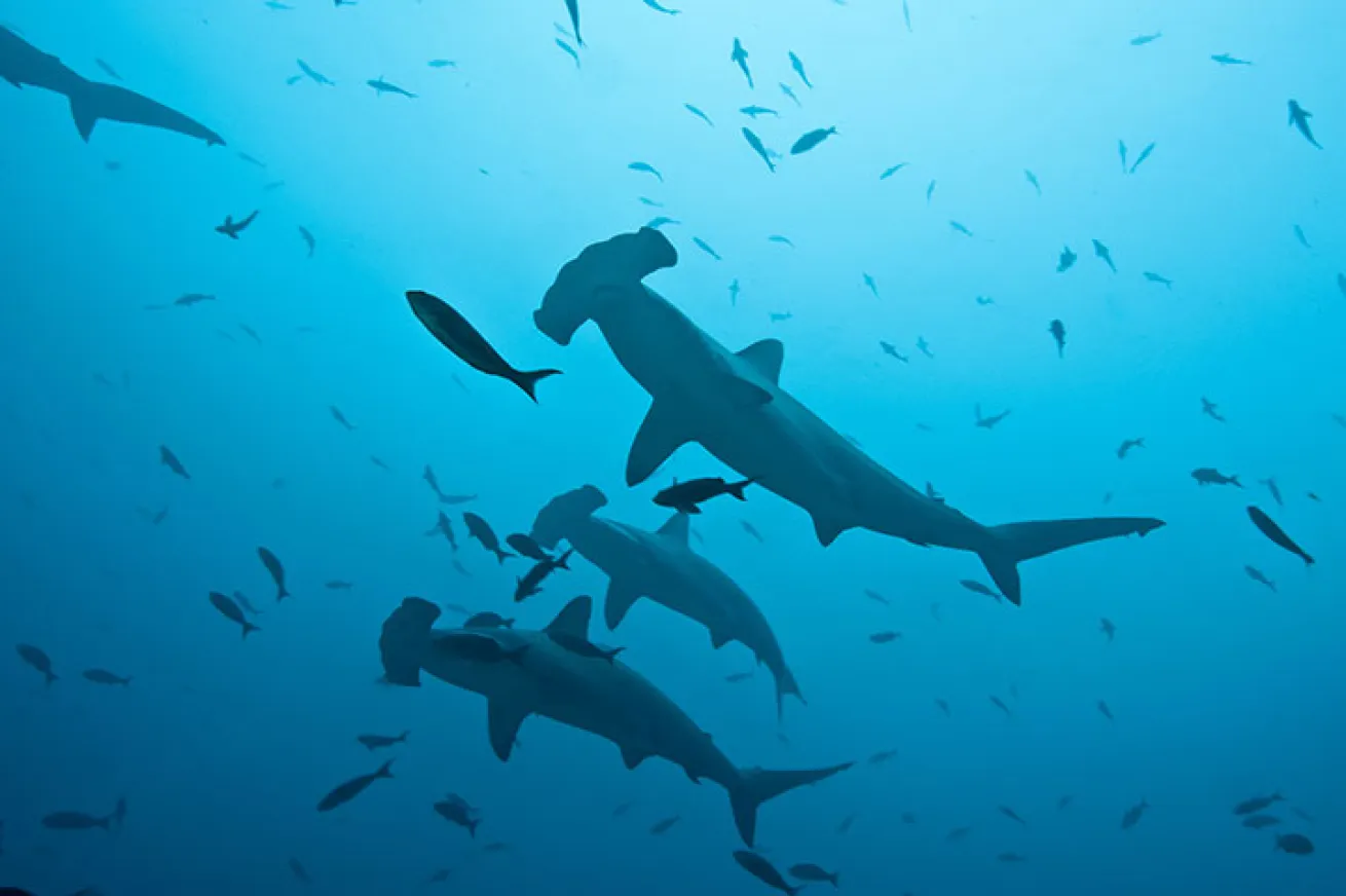 School of Hammerheads in Galapagos Underwater Photo