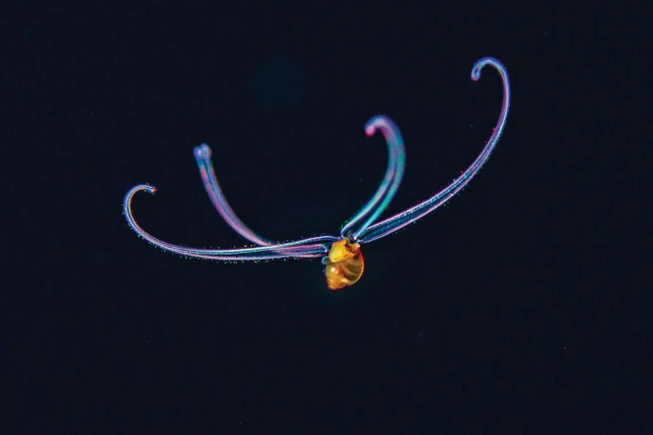 pelagic scuba diving in kona, hawaii