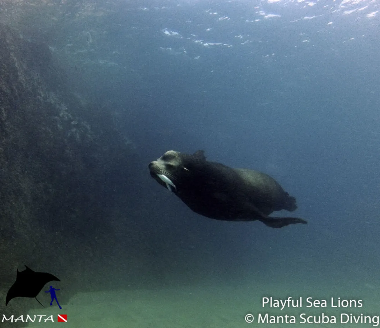 sea lion