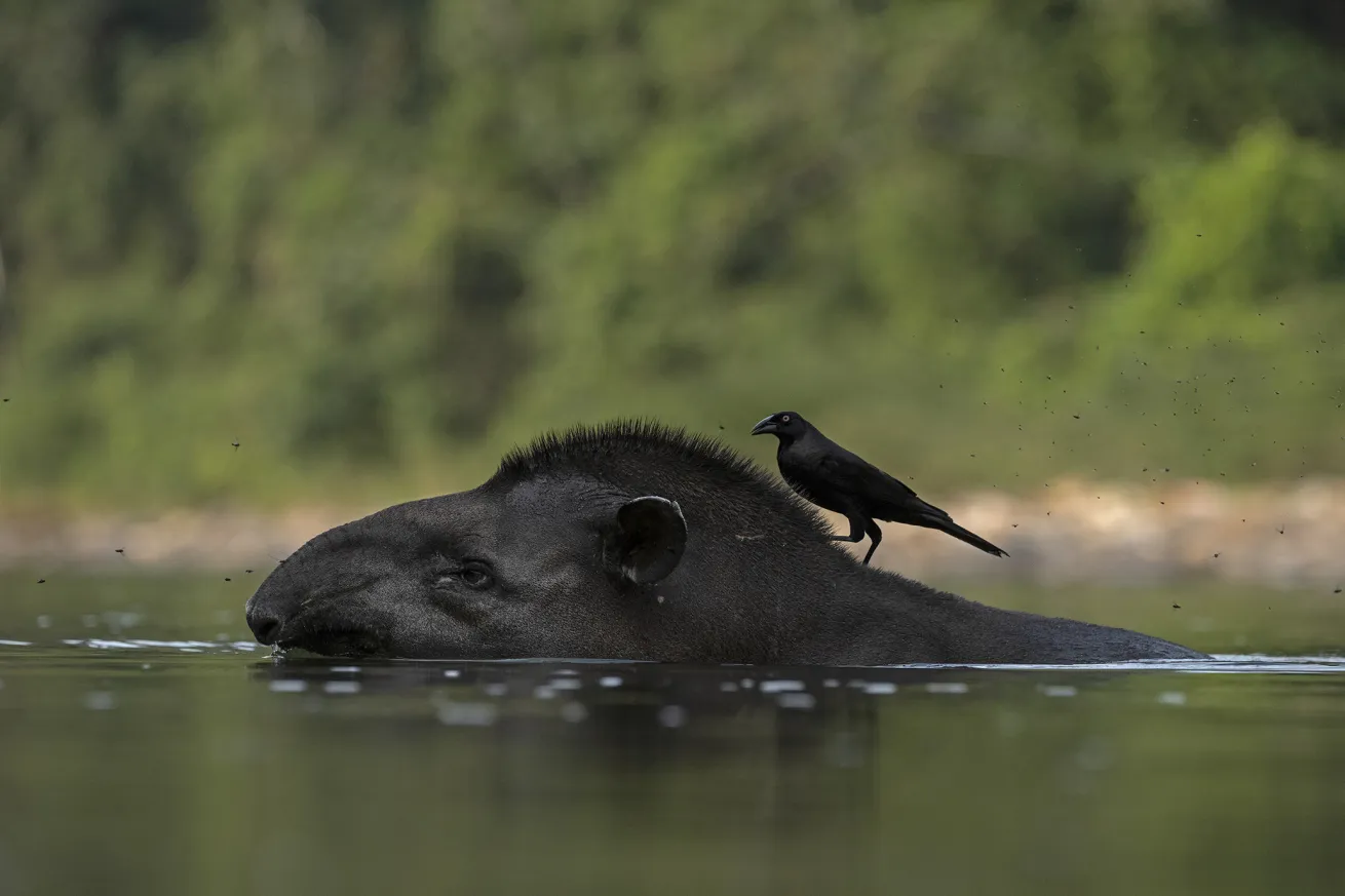 An Amazonian tapir swims along the river. Image taken during the National Geographic and Rolex Perpetual Planet Amazon Expedition.
