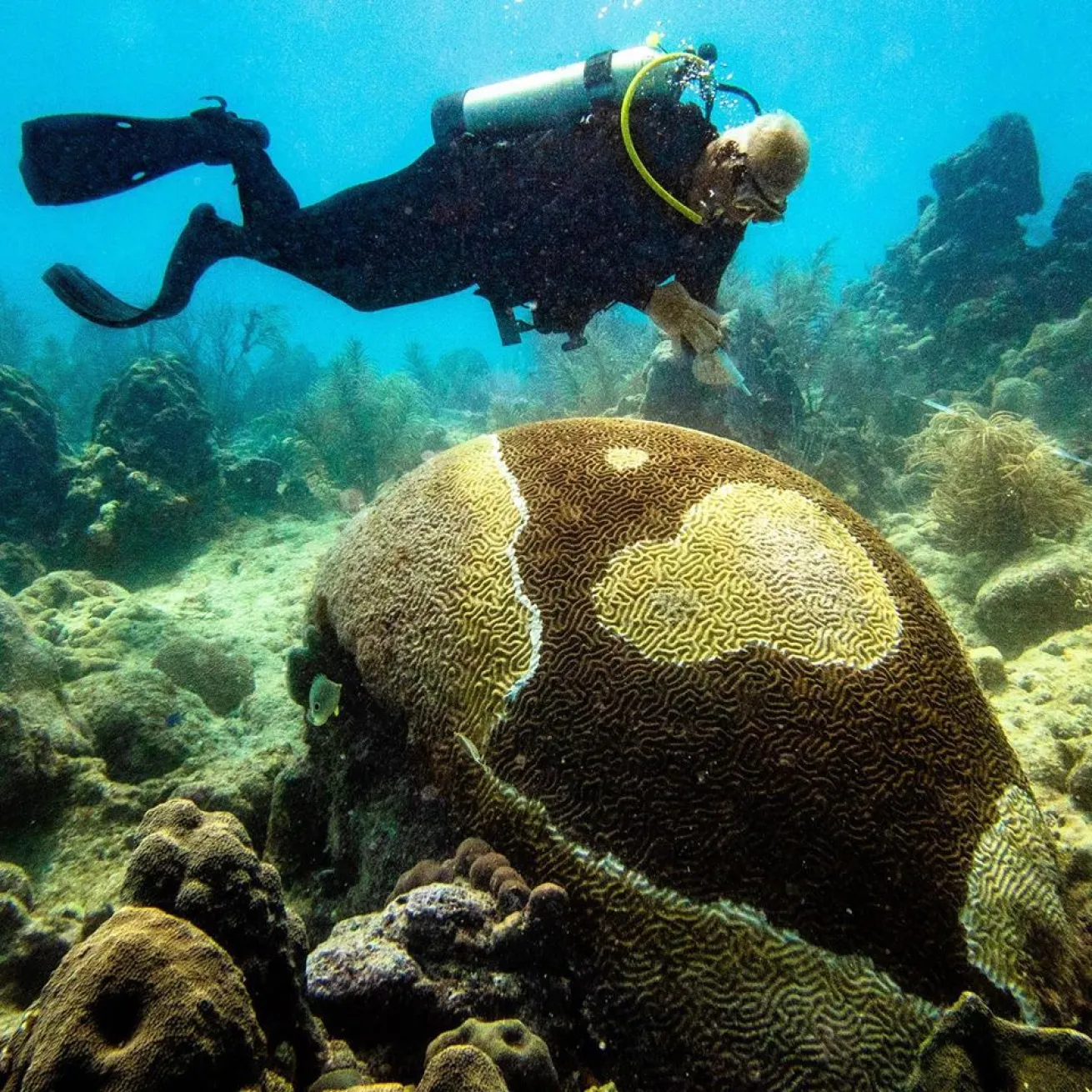 A diver applies topical antibiotic treatment to disease lesions on a large brain coral. From 2019-2025, over 30,000 corals were treated for SCTLD in Florida.