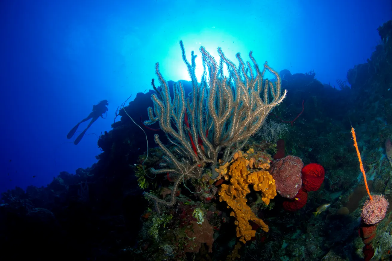 Diver on sheer wall dive with soft and hard coral 
