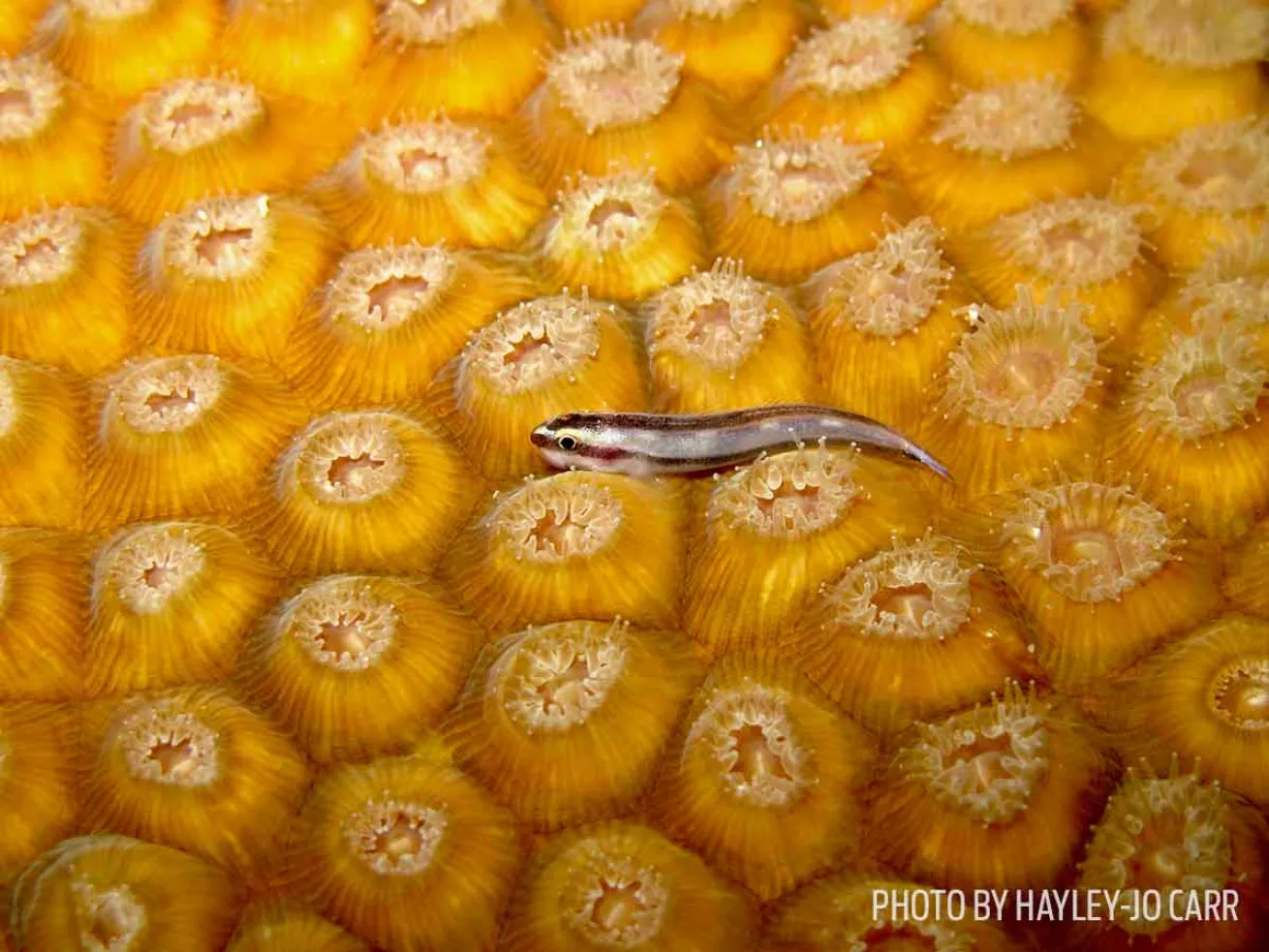 goby fish bahamas