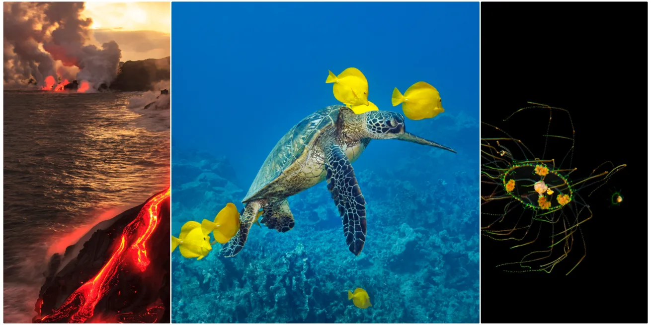 Left: The Island of Hawaii’s landscape, both above and below the water, is forged by lava; 
Center: Green sea turtles are a hallmark of any Hawaii dive trip; Right: Blackwater dives yield unique critters like this medusa jellyfish.