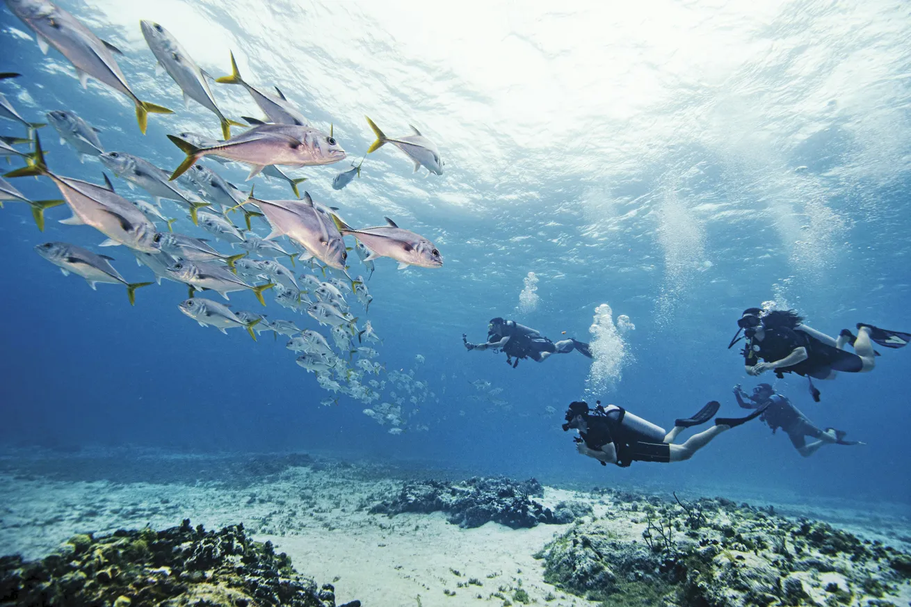 Divers pause as a school of horse-eye jacks parades by
