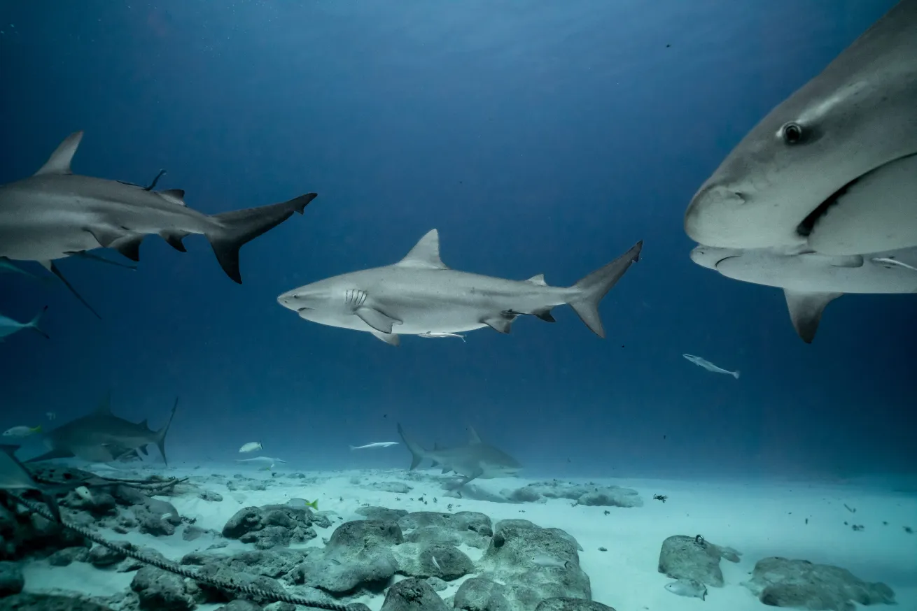 Pregnant Bull Sharks Swimming Together