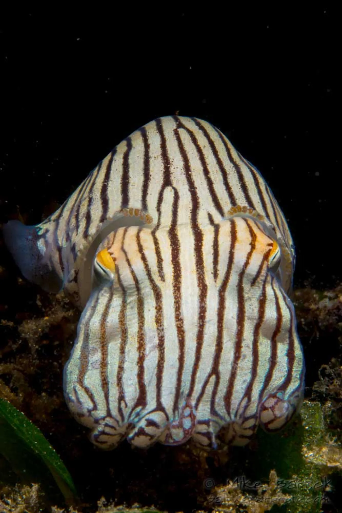 pajama squid
