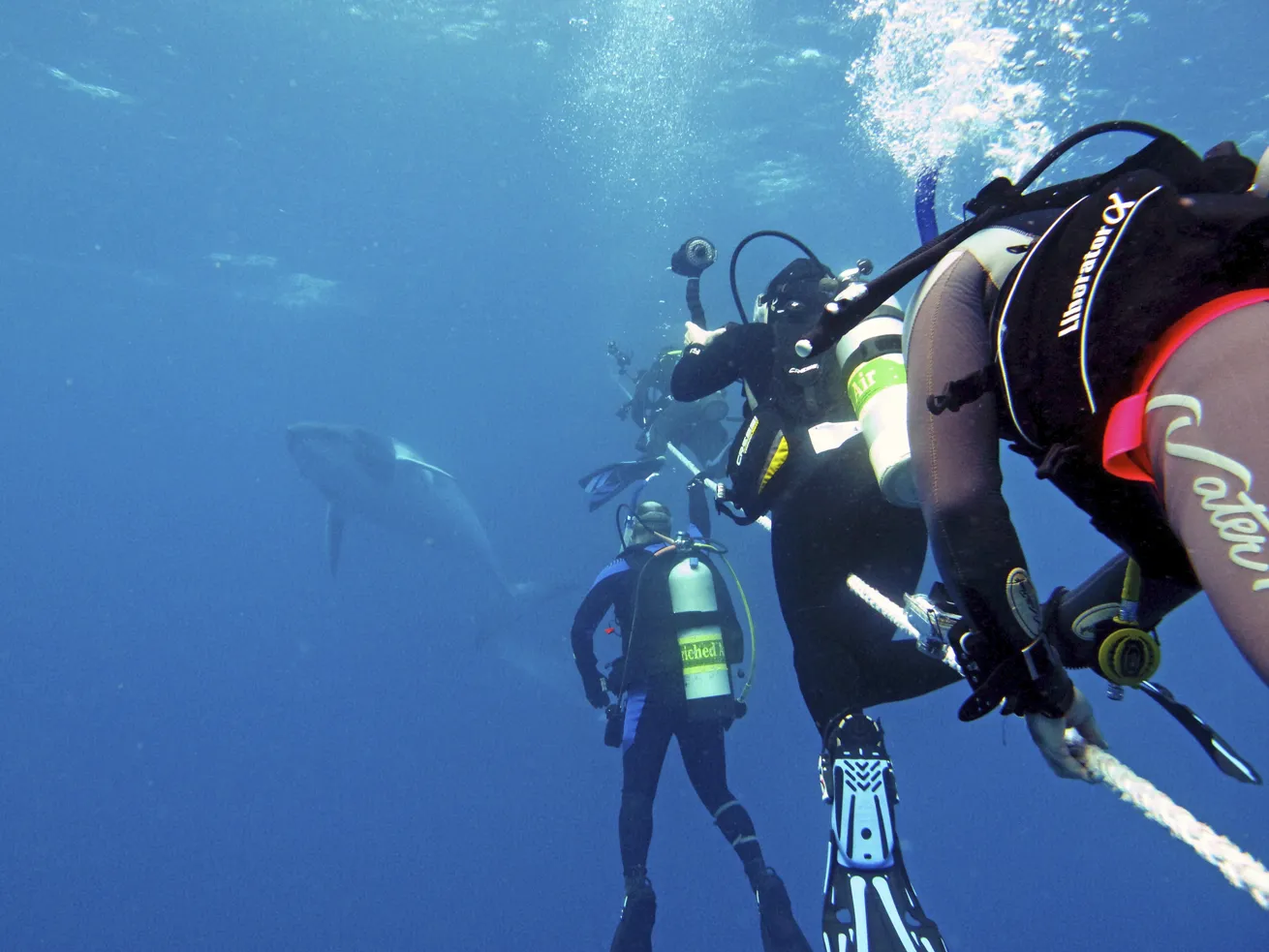 scuba ivers hold onto a line viewing minke whale australia
