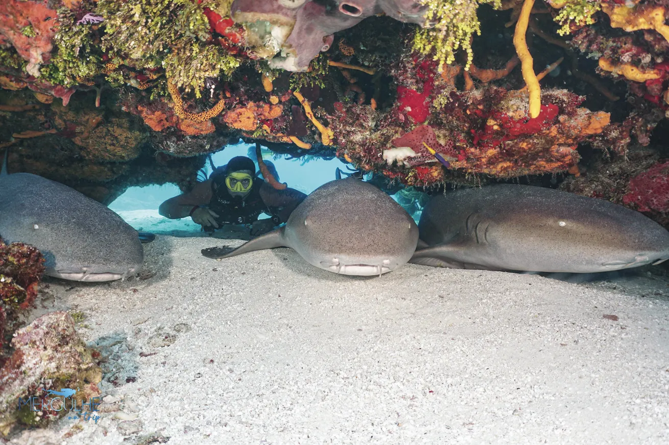 A trio of nurse sharks rests on the seafloor.