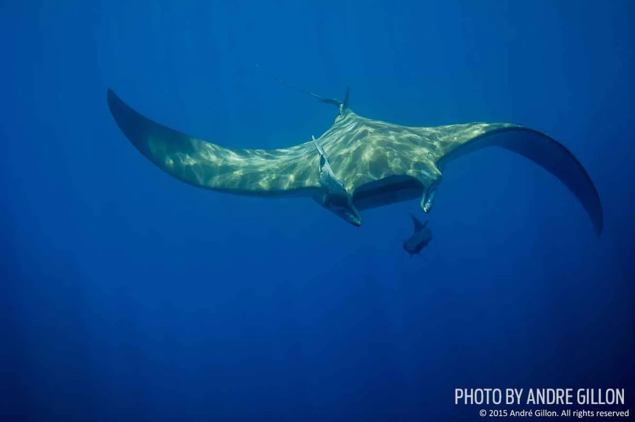 devil ray azores portugal