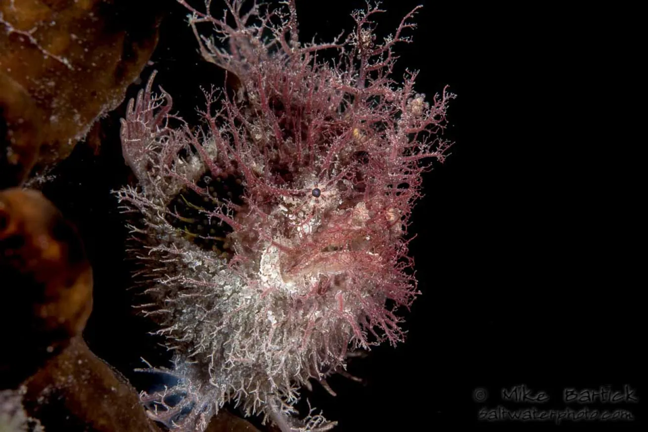 Tasseled Anglerfish