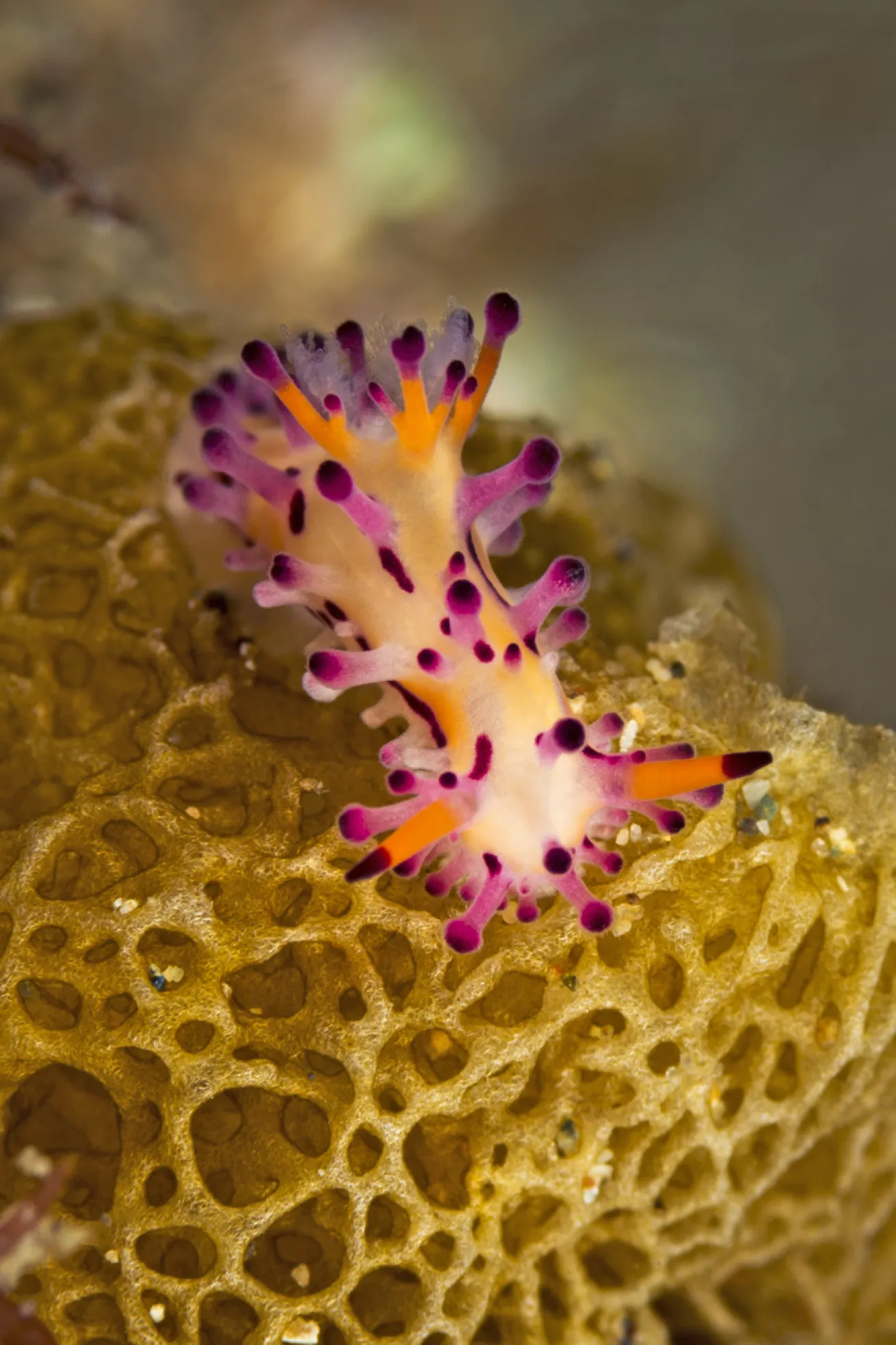 October’s conditions make it easy to spot nudibranchs in Anilao.