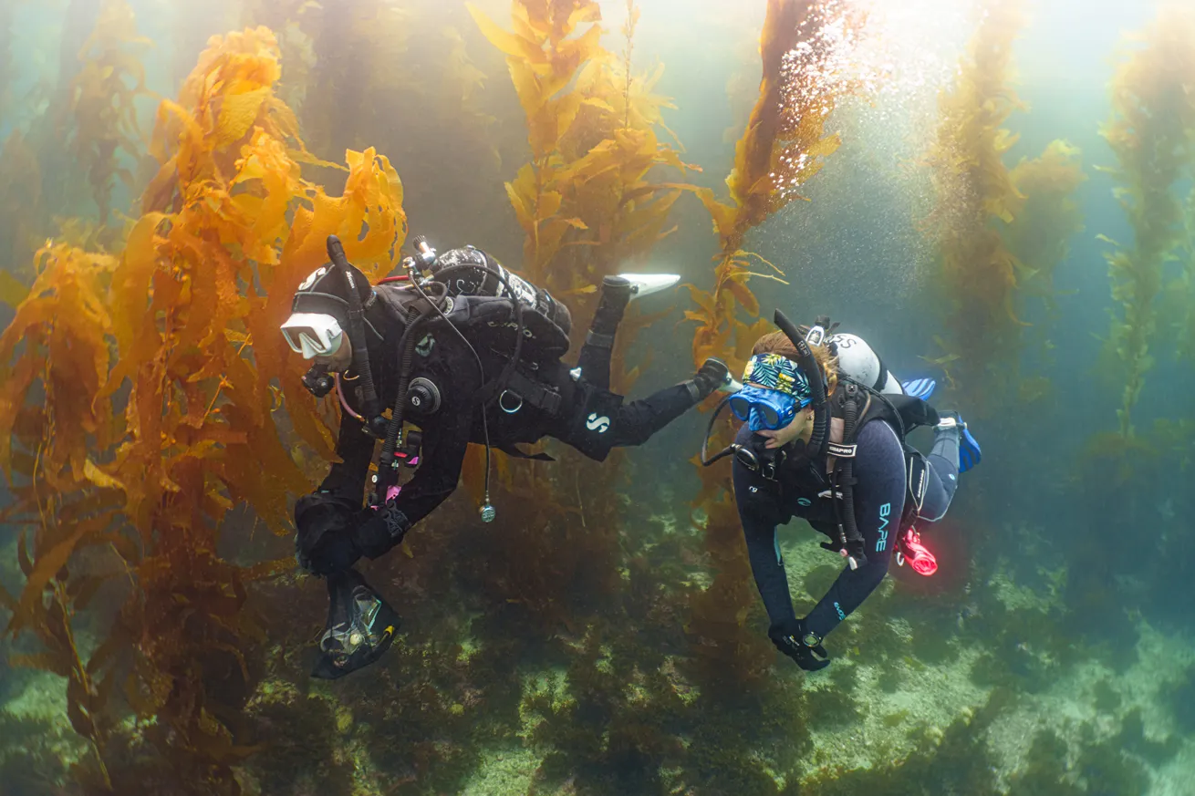 California is renowned for its charming kelp forests.