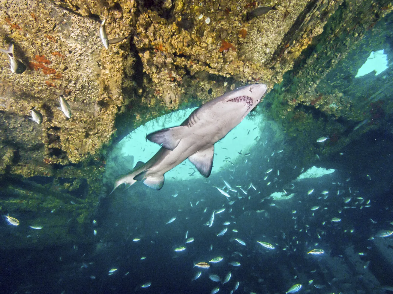 A shark passes through the *Aeolus* in North Carolina, a wreck haven that earned top marks from readers.