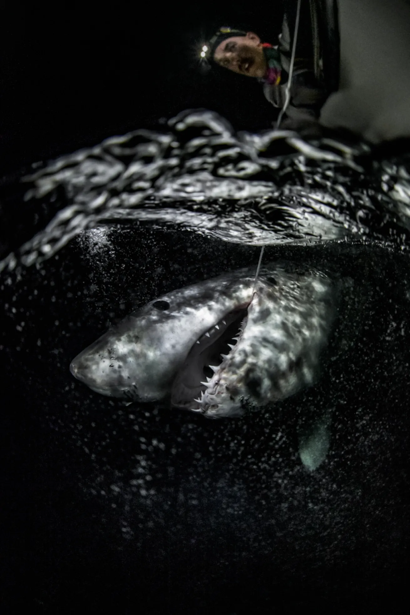 image of great white shark being tagged in florida