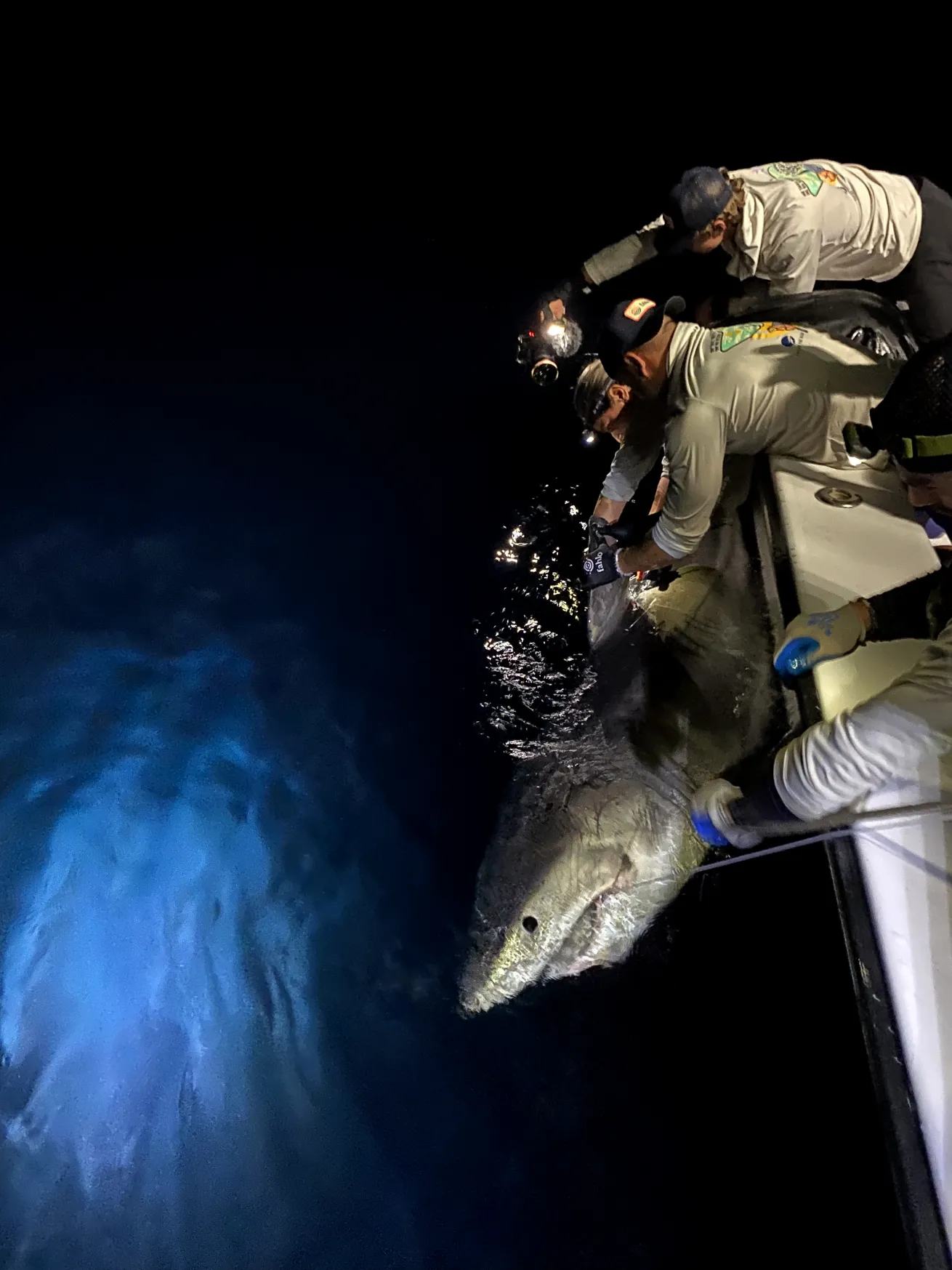 image of great white shark being tagged off the coast of florida