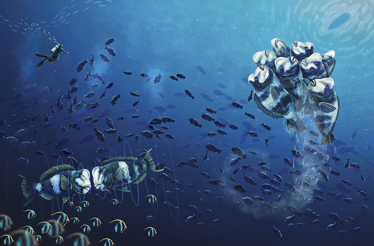 An aggregation of bumphead parrotfish rockets upward from the depths. The fishes’ white faces indicate they are ready to mate.