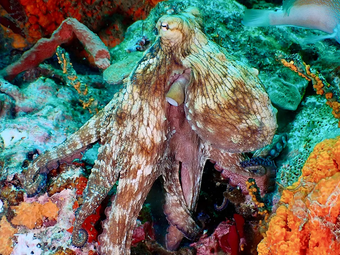 an octopus with a reticulated red and white pattern on the underside of its arms around the suckers