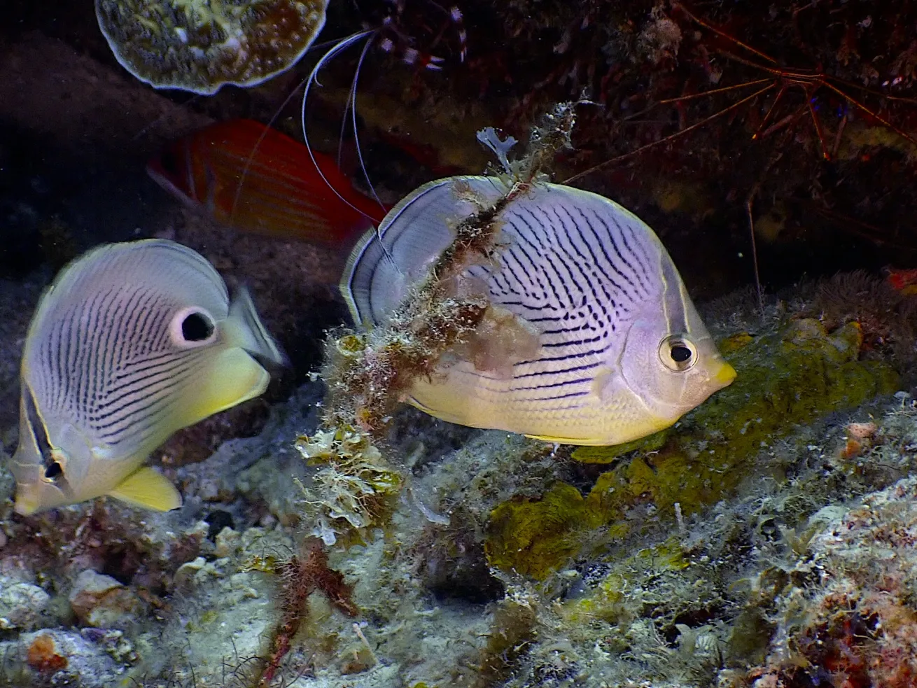 A pair of butterflyfish swim close to a coral-covered reef, their pale bodies marked with thin dark stripes and a distinctive black eyespot near the tail.