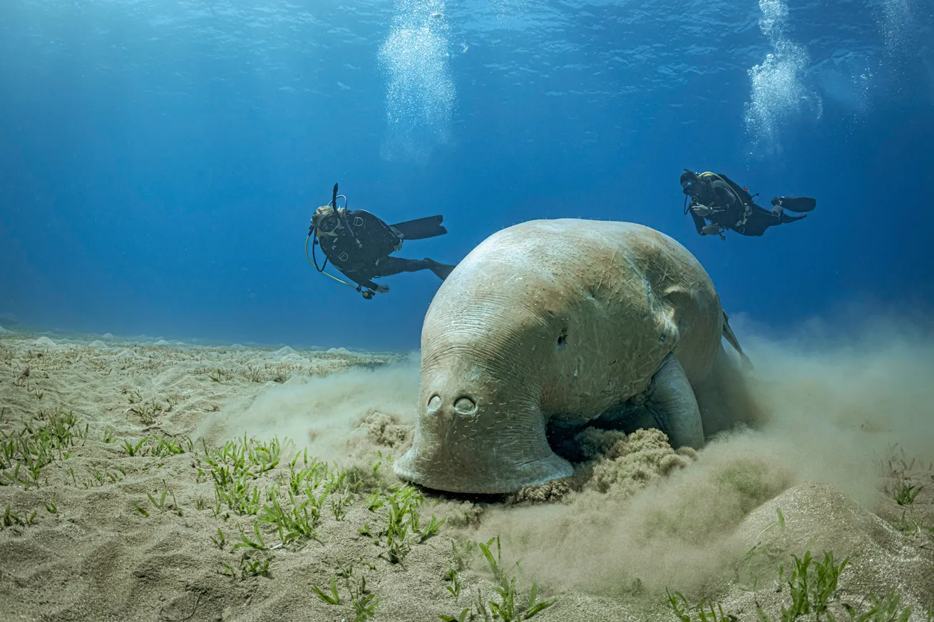 Divers spot a dugong in the Red Sea, home to a number of award-winning operators.