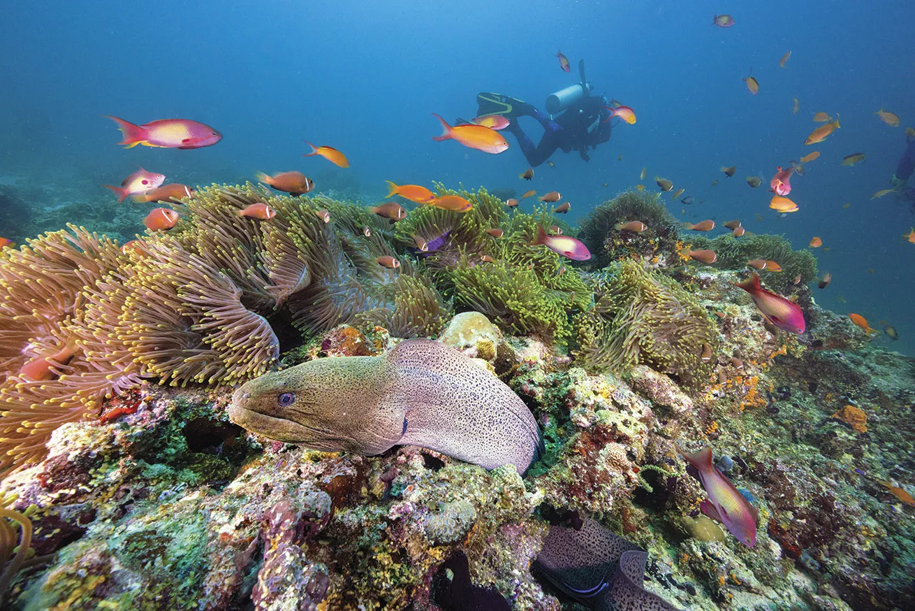 A moray eel peeks out into the current amid the thrum of anemonefish, anthias and swaying anemones.