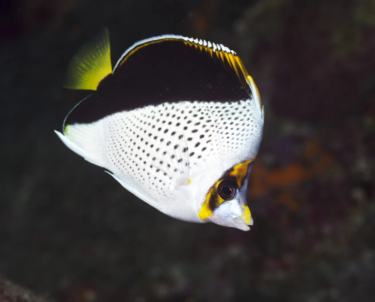 A Tinker’s butterflyfish.