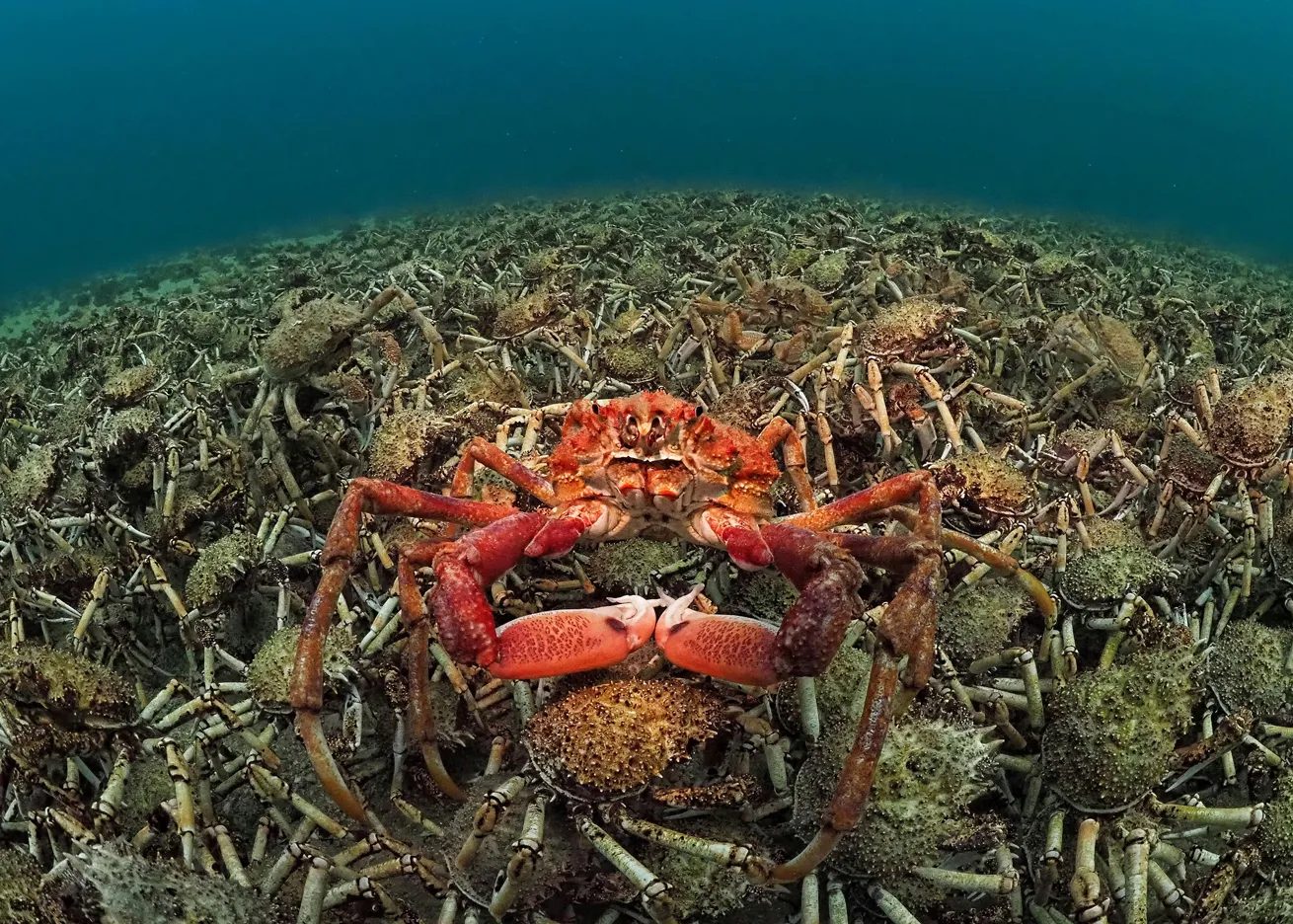 Location: Rosebud, Mornington Peninsula, Australia