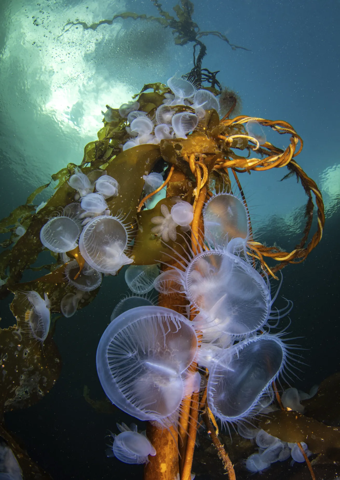 Location: Port Hardy, British Columbia, Canada