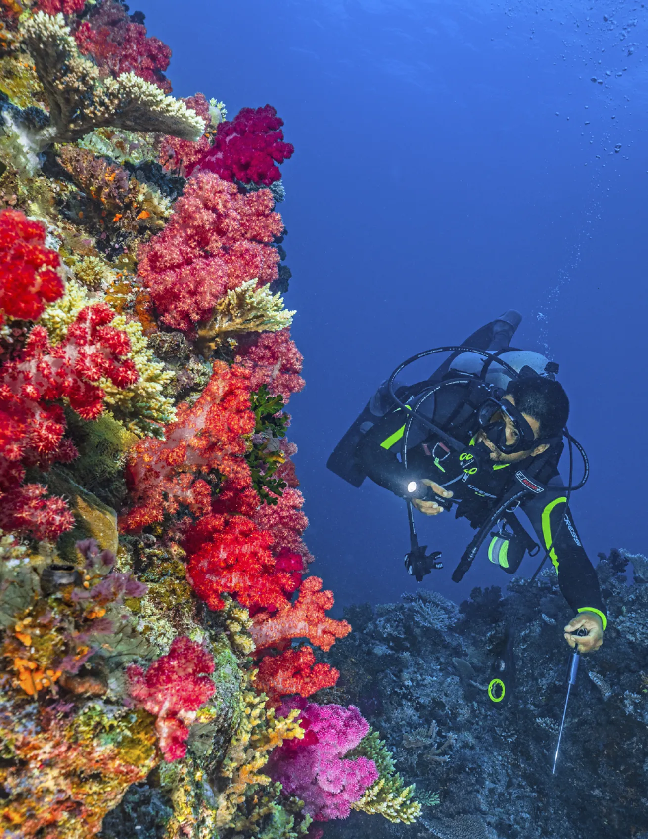 Divers can help preserve the vibrant coral life Fiji is known for